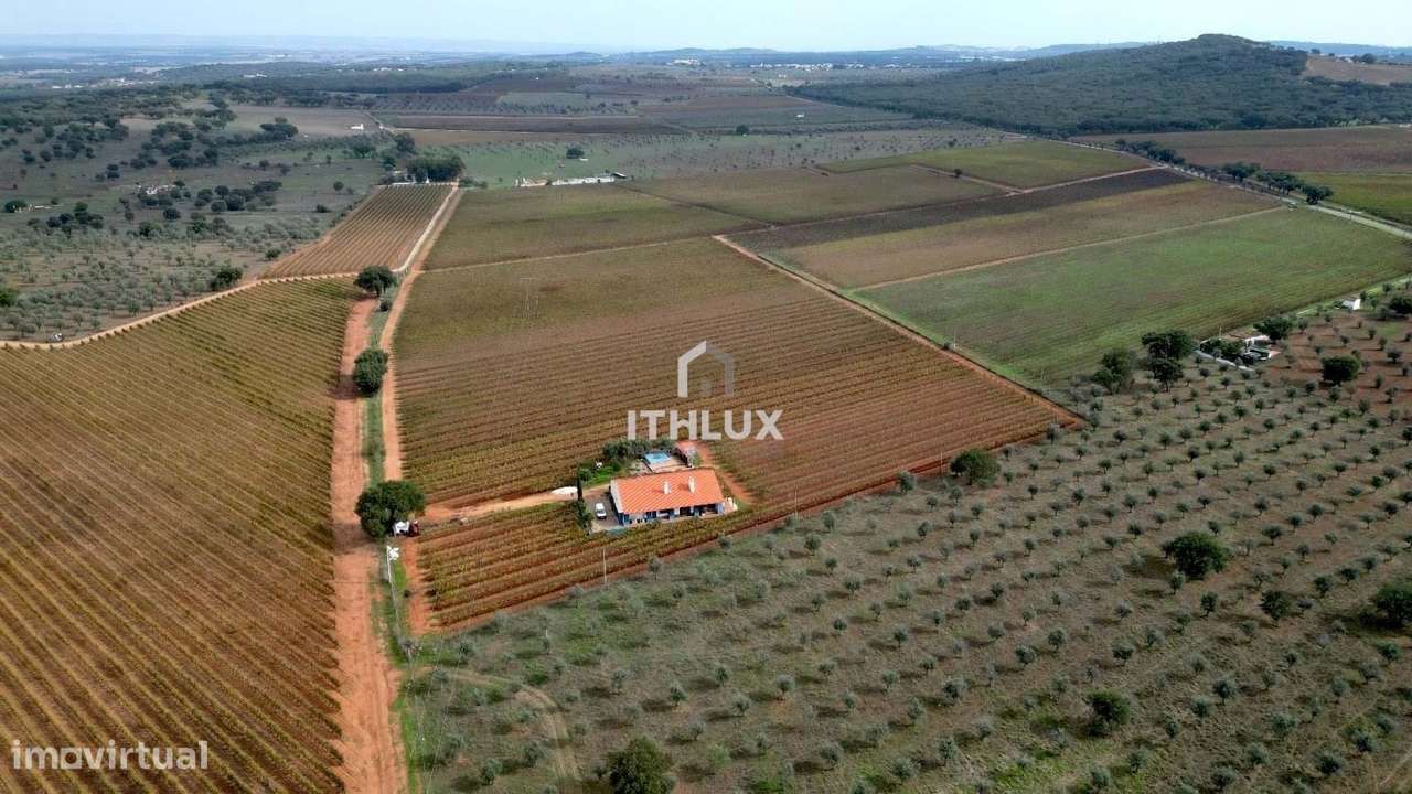 Quinta de 15 hectares de vinha em plena produção em Estremoz - Grande imagem: 4/51