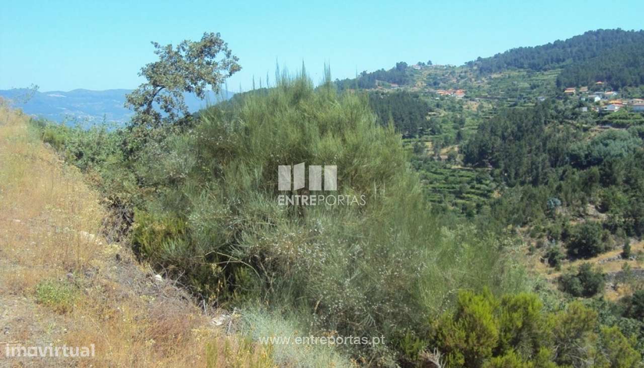Venda Terreno, Oliveira do Douro, Cinfães - Grande imagem: 2/11