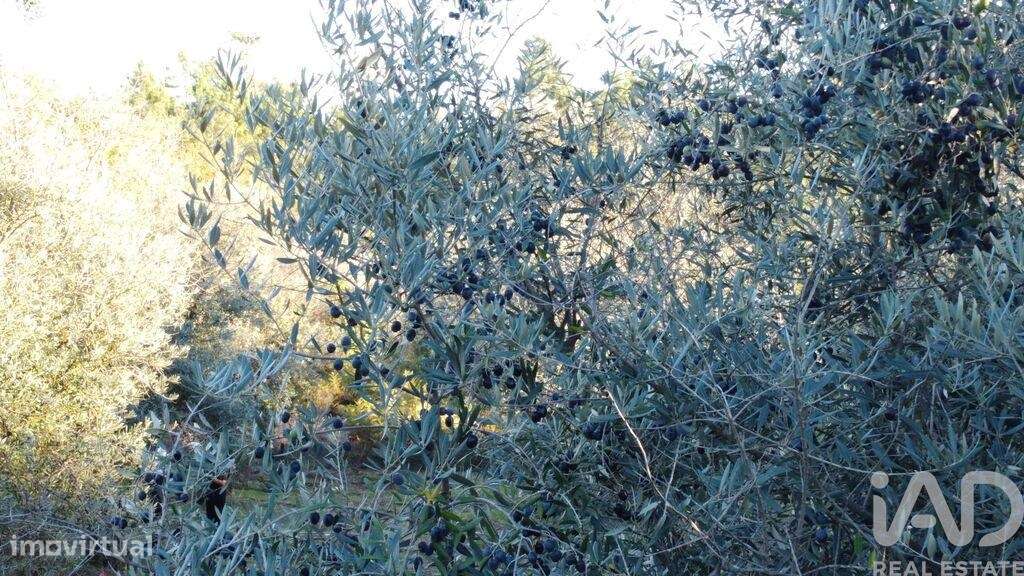Terreno Agrícola em São Cipriano e Vil de Souto - Grande imagem: 2/39