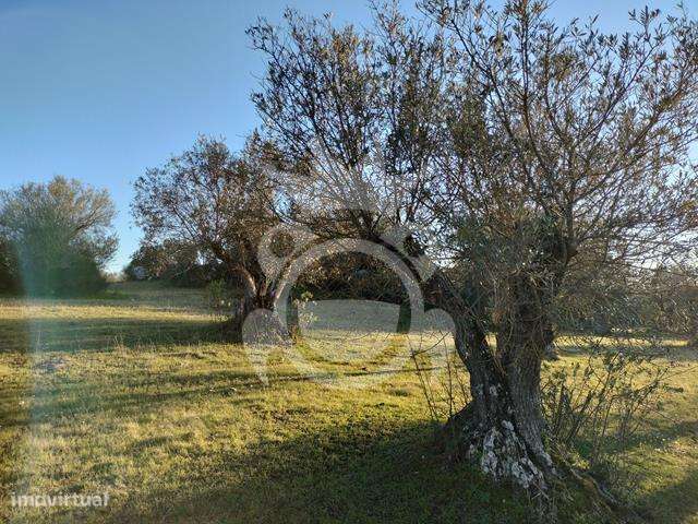 OLIVAL PARA VENDA EM CARRAPATELO - CORVAL-18