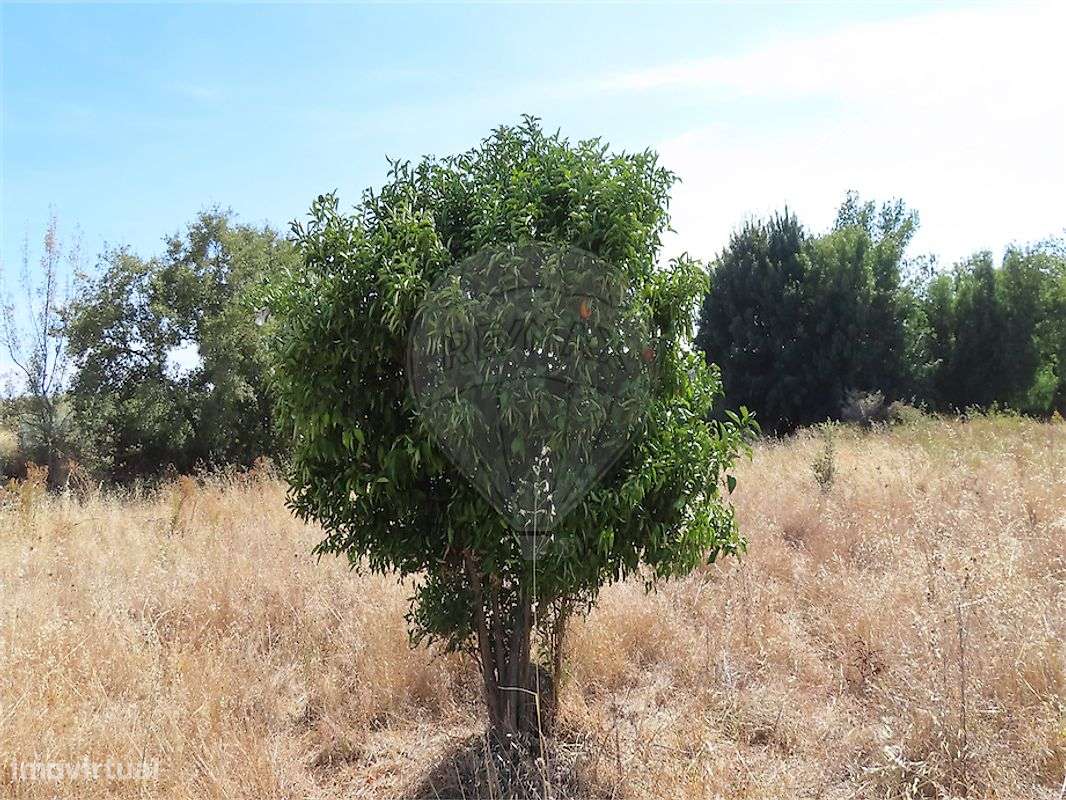 Quinta  para venda-27