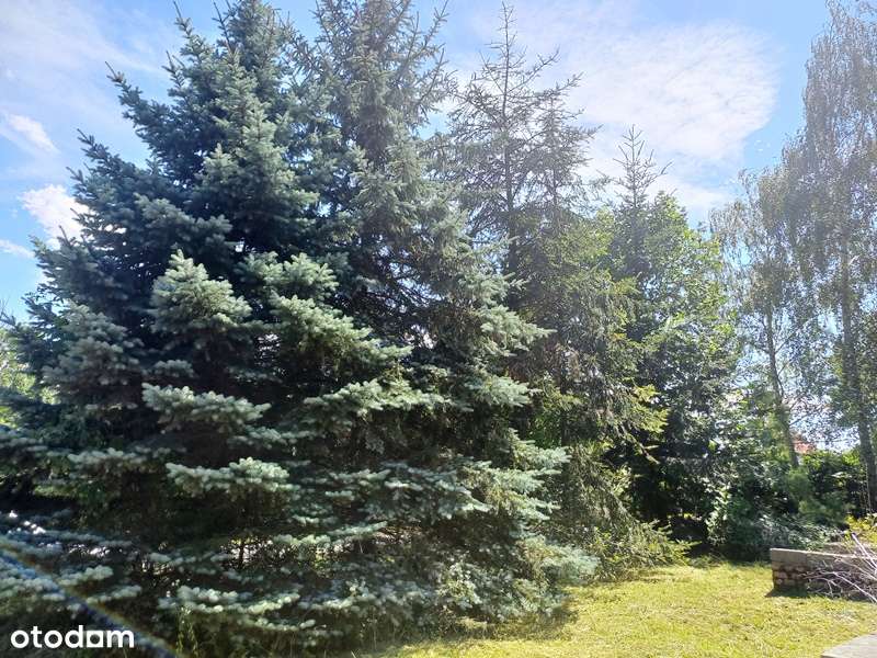 Działka, 1 600 m², Bukowina-6