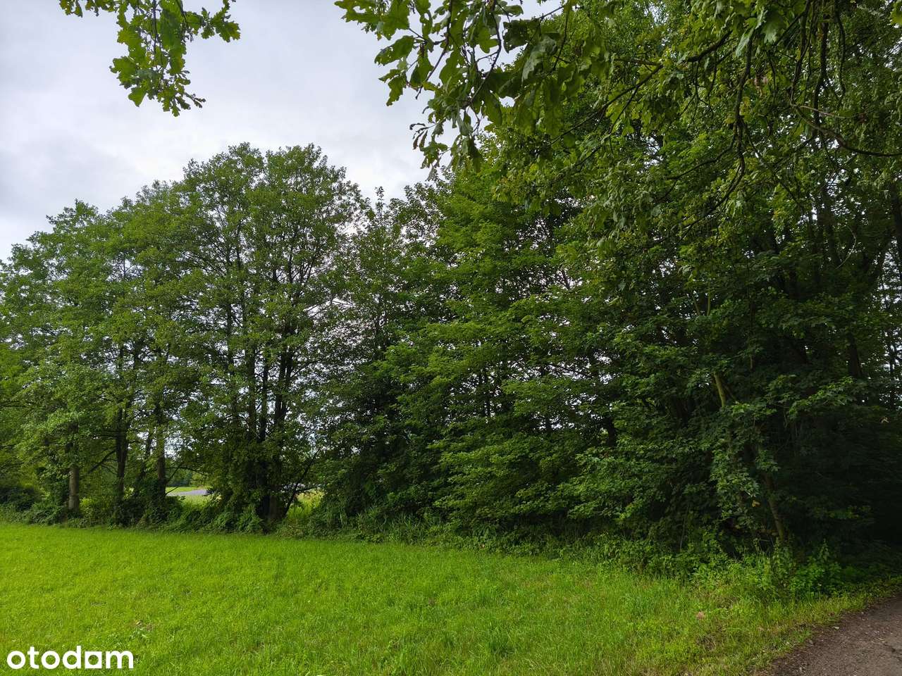 Działka 3004 m² – Chrośna (Solec Kujawski), WZ na 2 domy, woda, prąd! - Pełny obrazek: 4/5