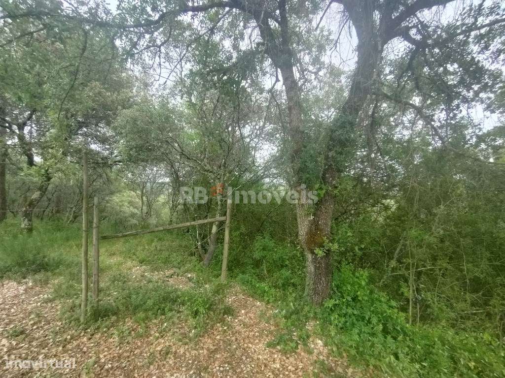 Terreno Rústico c/ 12400m2 - Pedreira, Tomar - Grande imagem: 5/14