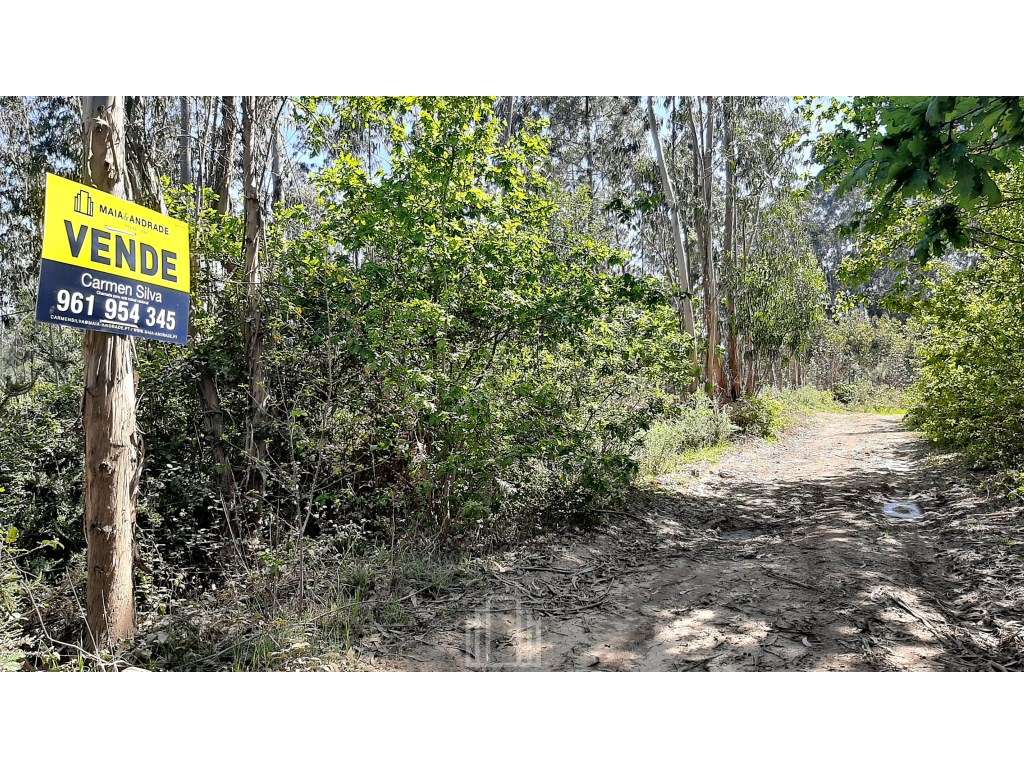 Terreno Rústico - São João, Ovar - Grande imagem: 3/6