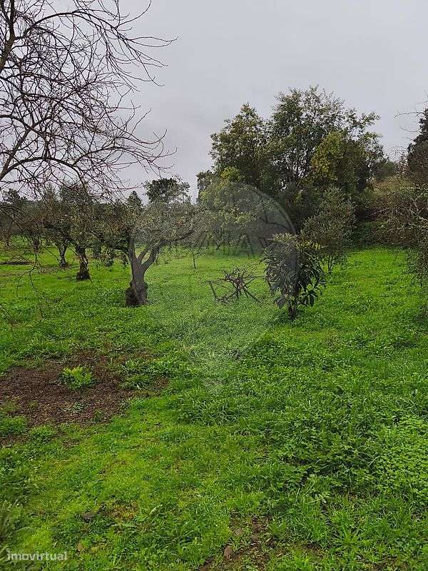 Quinta  para venda-29