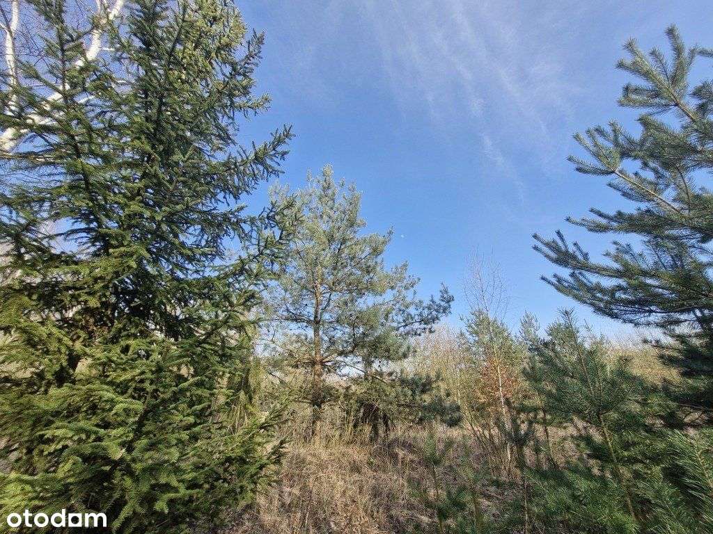 Działka budowlana z bogatym drzwostanem - Pełny obrazek: 3/20