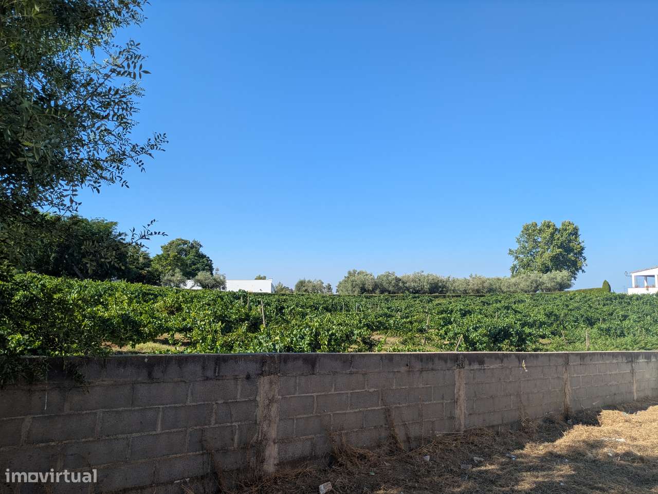 Terreno na quinta das trigosas - Grande imagem: 4/4