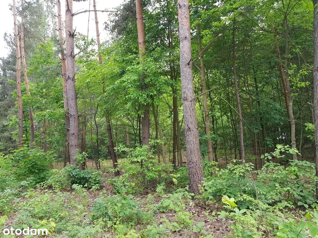 ⭐⭐⭐⭐⭐ Działka w okolicy Hotelu Afrodyta ⭐⭐⭐⭐⭐ - Pełny obrazek: 4/8