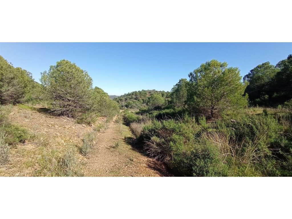 Terreno rústico com viabilidade construtiva - Alcoutim - Grande imagem: 2/27