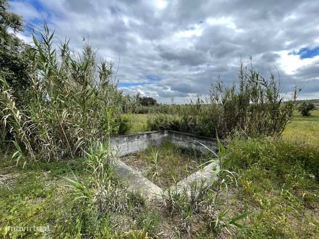 Terreno/Olival  de 11.700 m2 , com Casa para recuperar,  Olival tradic-12