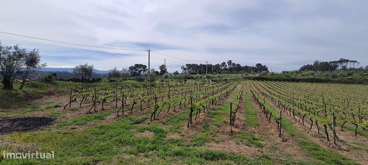 Terreno com área de 1 hectare e 200 metros - Grande imagem: 4/11