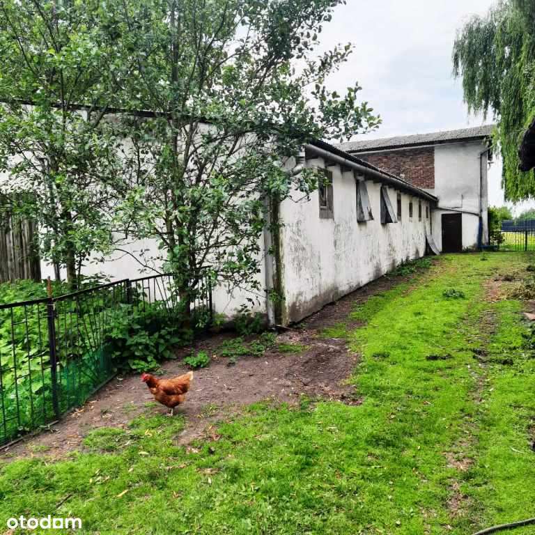 Hala/Magazyn, 965 m², Przyczyna Dolna - Pełny obrazek: 4/6