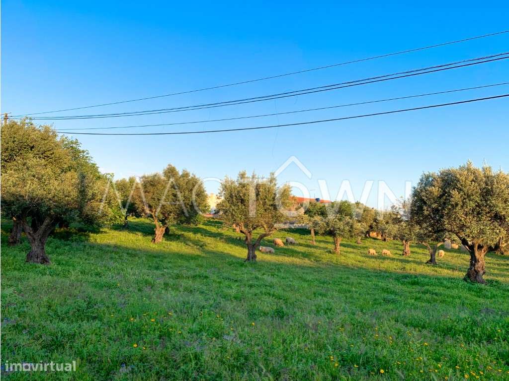 Imóvel Estratégico em Alcanena para Projeto Empresarial ou Residencial - Grande imagem: 2/25