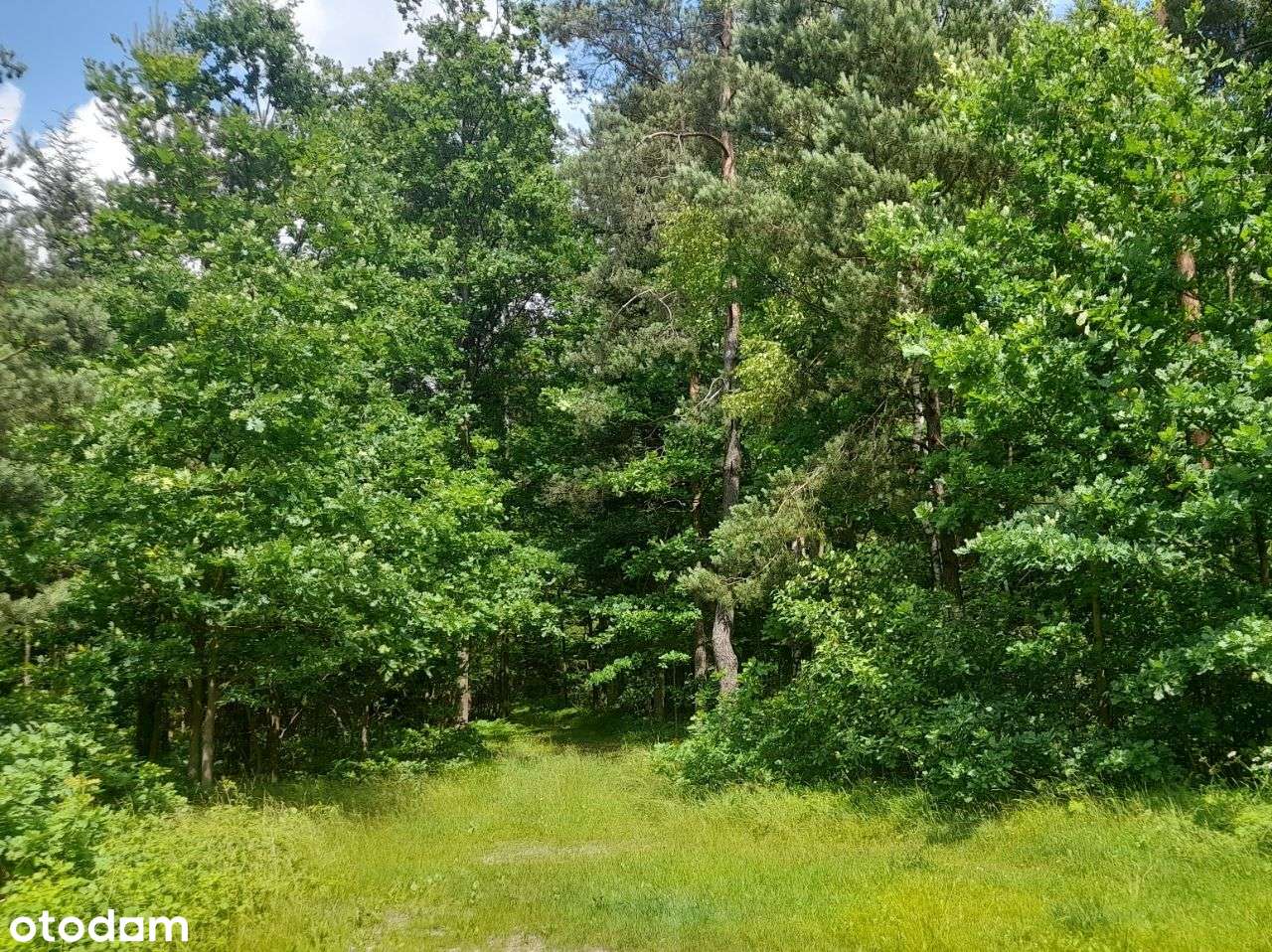 Do sprzedania działka 7100m2 w Serbinowie - Pełny obrazek: 2/4