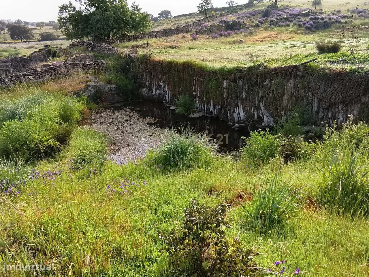 Terreno rústico 16.6ha Montalvão, Nisa-7