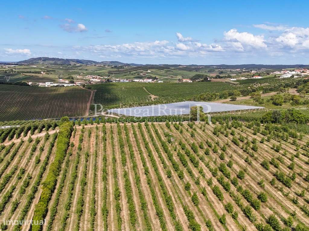 Exploração Agrícola com 37 ha e produção de Pera Rocha no Cadaval-42