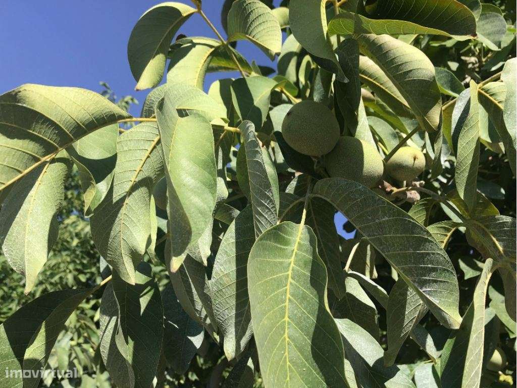 Estremoz Évora herdade 5ha projeto aprovado hotel Rural 4*e nogueir...-11