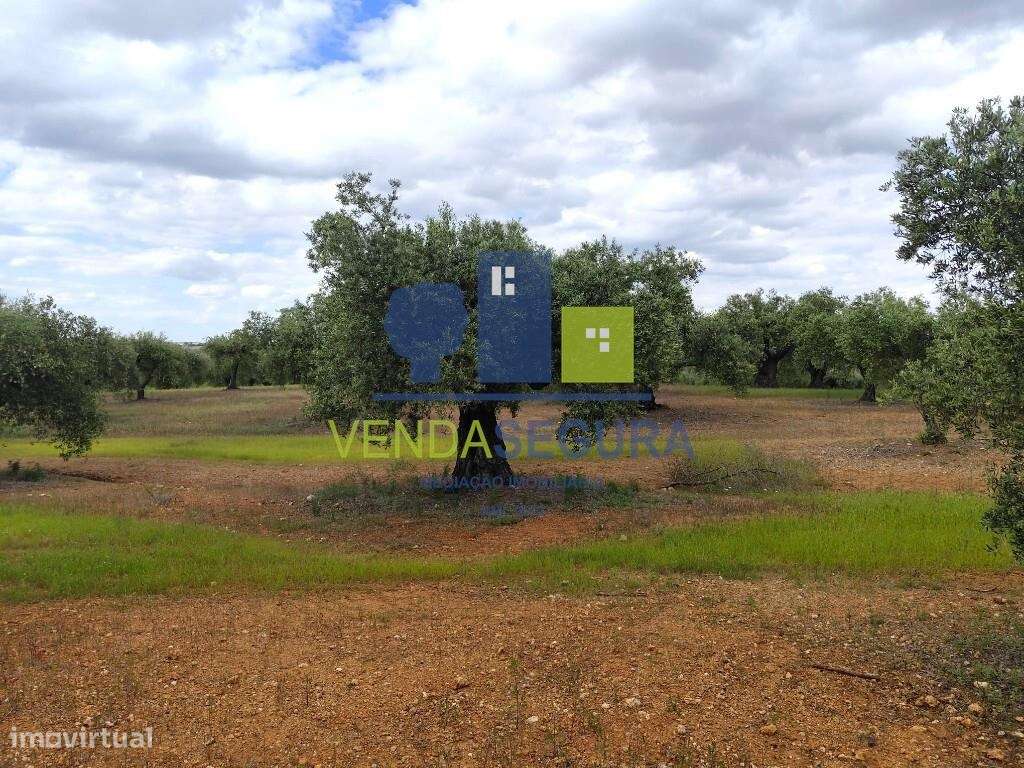 Olival 2,725 Ha | Sobral da Adiça - Grande imagem: 5/10