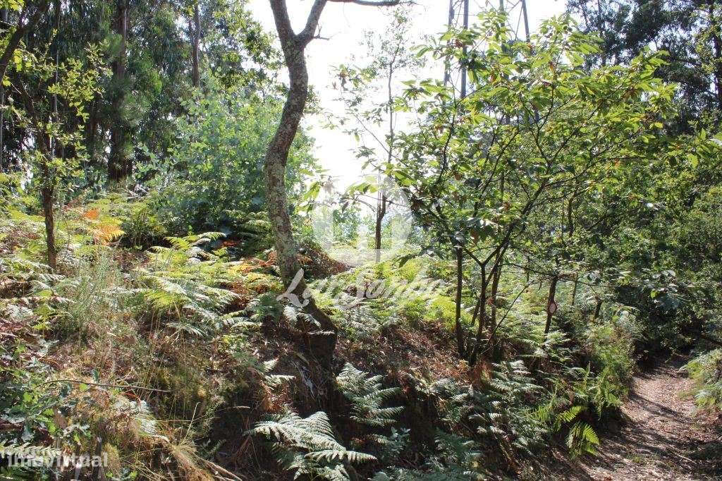 Bouça com 40 000 m2, em Barcelos - Grande imagem: 5/25