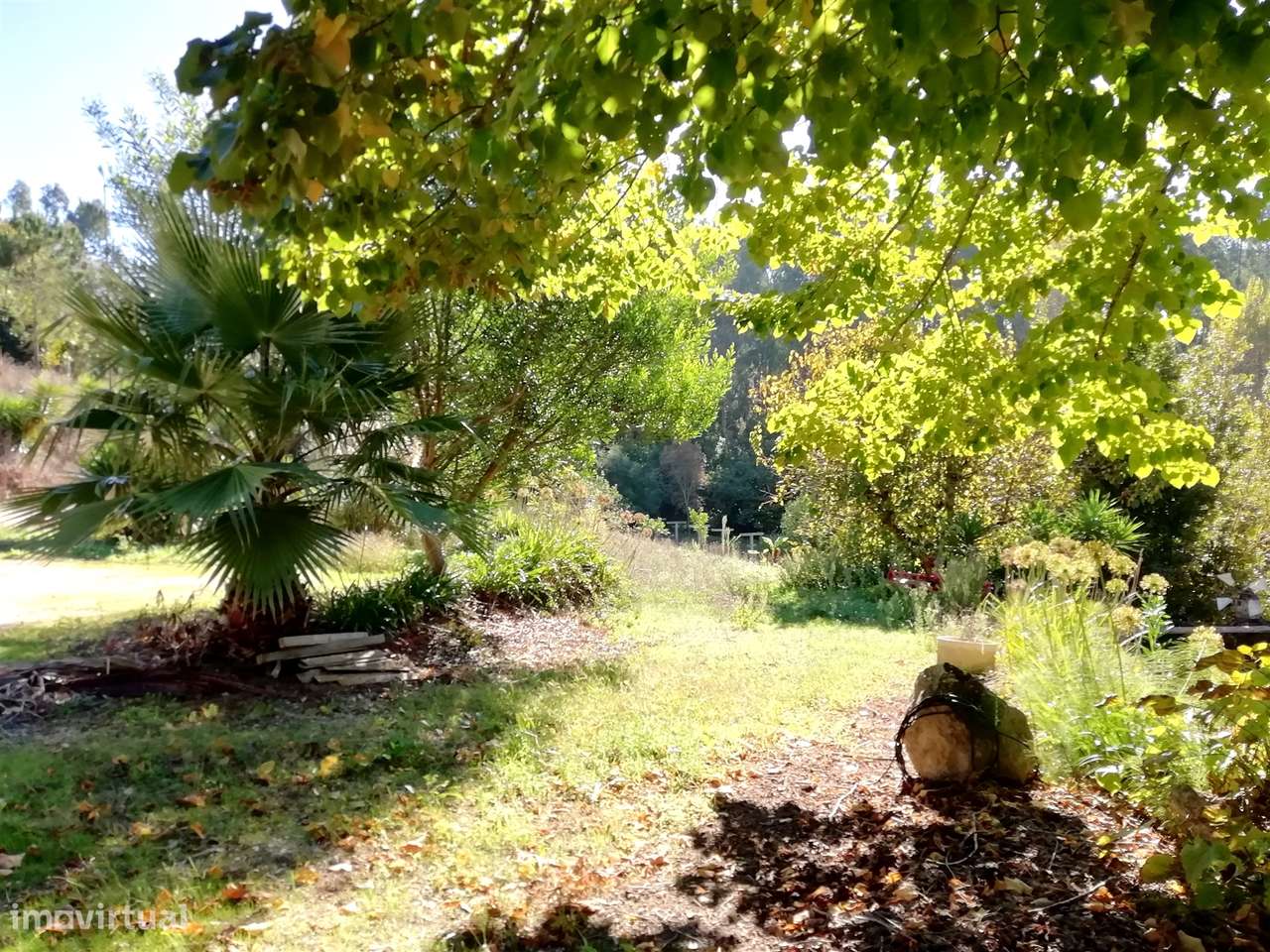 Herdade de 15 ha - Figueira da Foz! - Grande imagem: 5/60