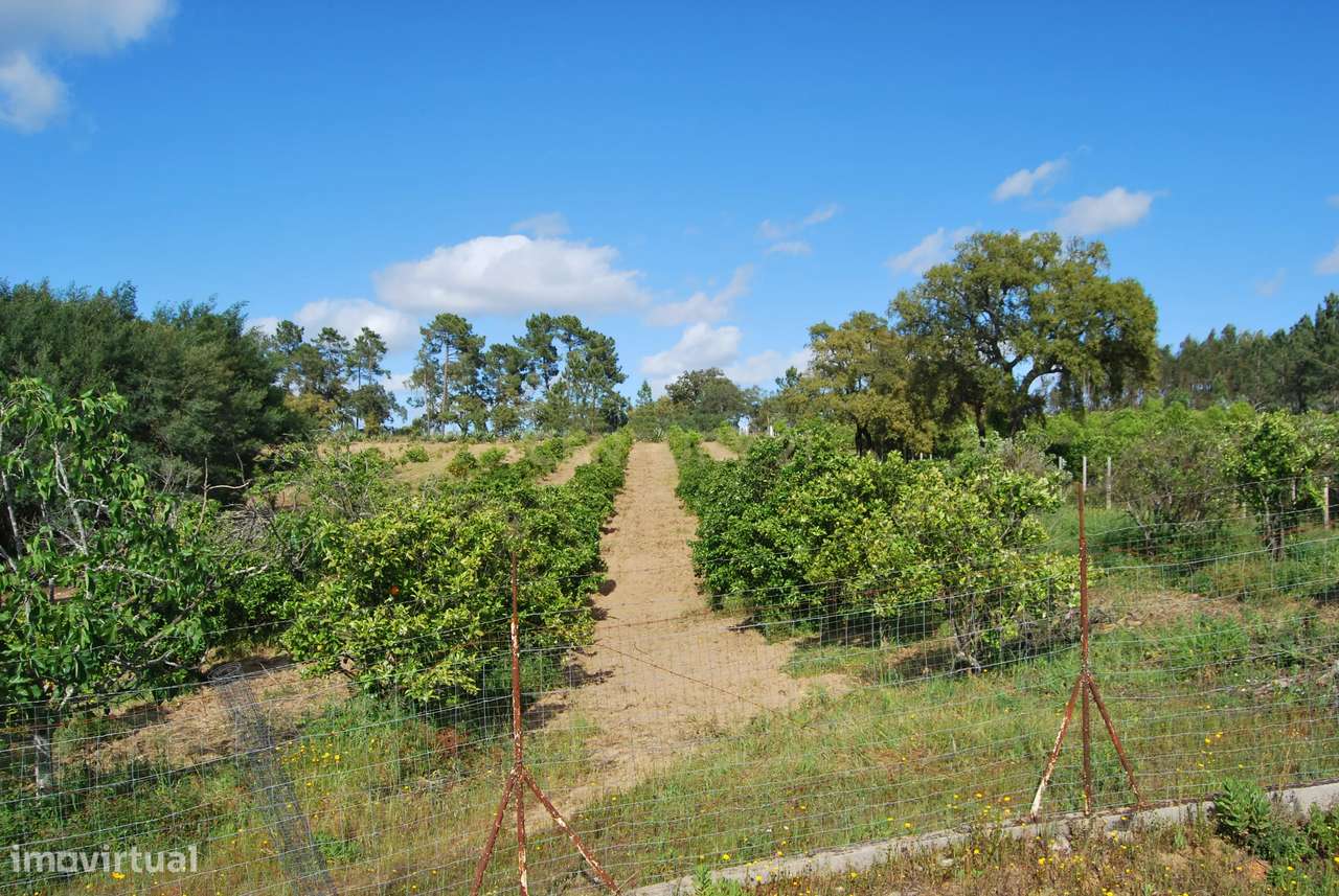 Terreno rústico 28200m2 em Vale do Junco, Chamusca, Golegã-6