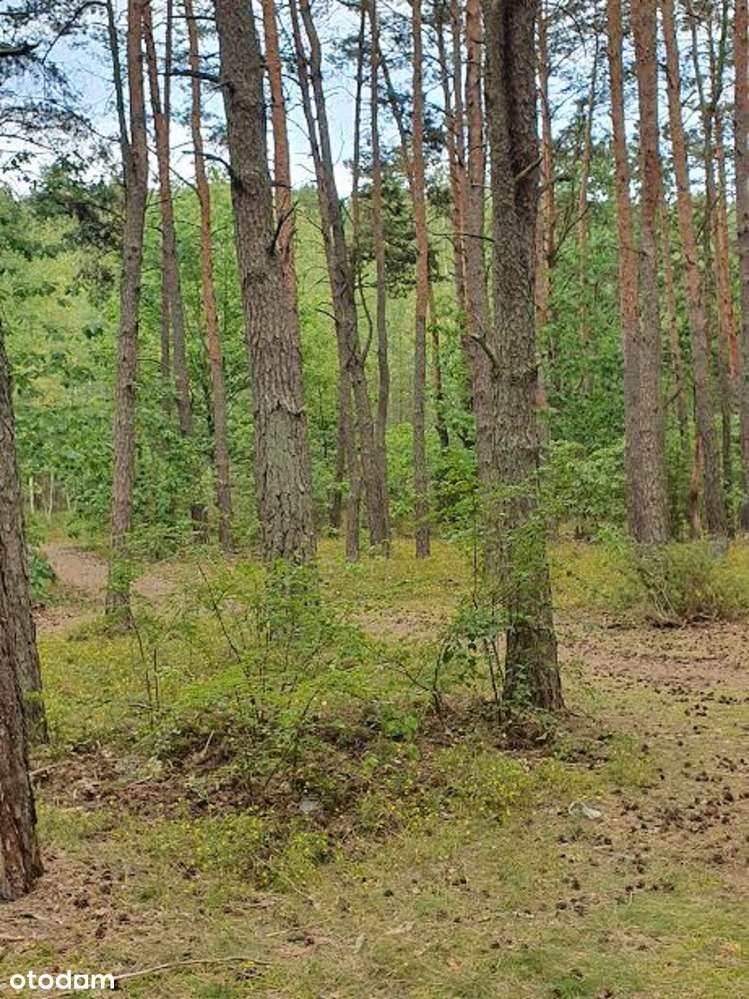 Dzialka lesna Jozefow k.Otwocka 0.5555 ha bez posrednikow - Pełny obrazek: 4/5