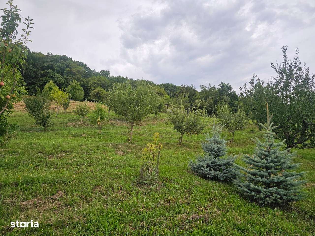 Teren 1.16 ha Valea Rusului – curent, 2 fântâni, căsuță + foișor-4