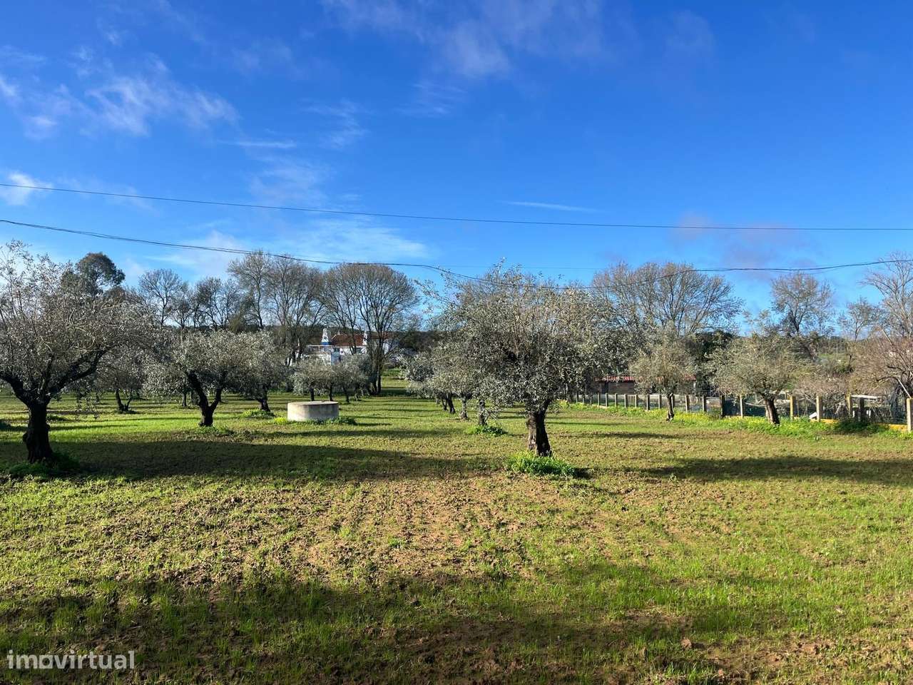 Terreno Urbano com 8400m2 com Olival – Courela da Nascente, Reguengo d - Grande imagem: 5/18