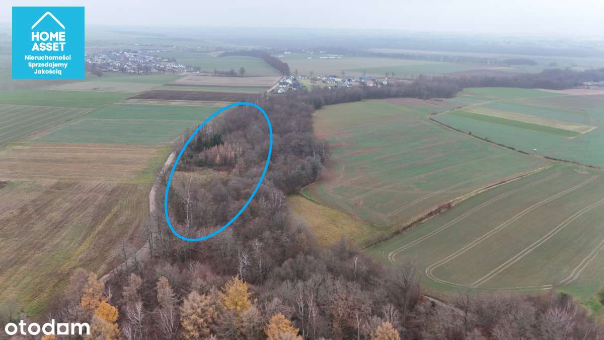 Działka z WZ w otoczeniu lasu - Pełny obrazek: 5/11