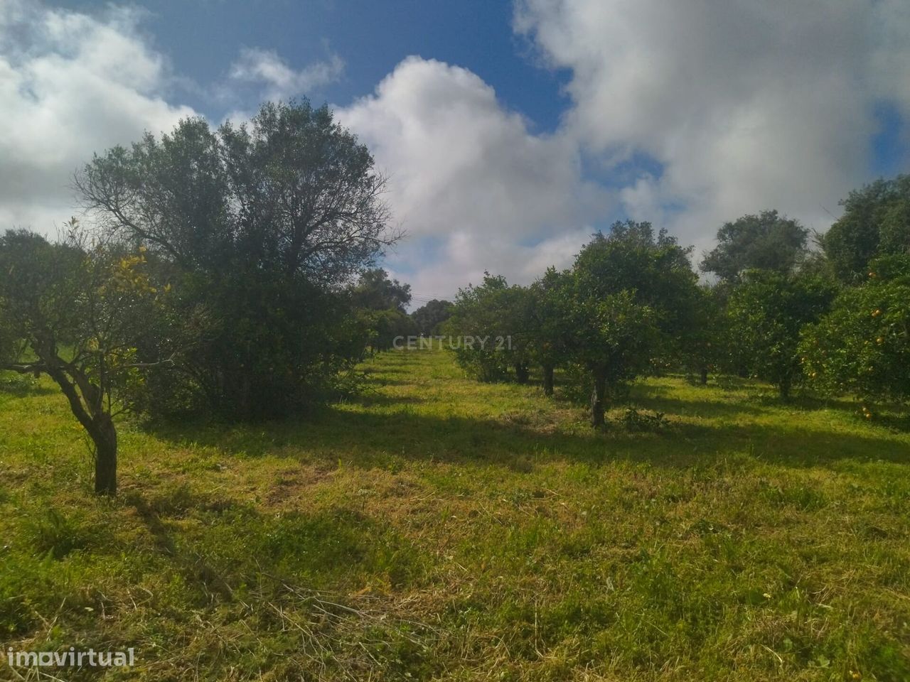 Venda Quelfes Olhão, Terreno Rústico com Pomar Citrinos, 5560m2,  85,0