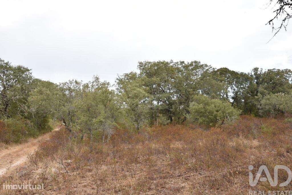 Terreno em Areias e Pias de 5640,00 m2 - Grande imagem: 3/30