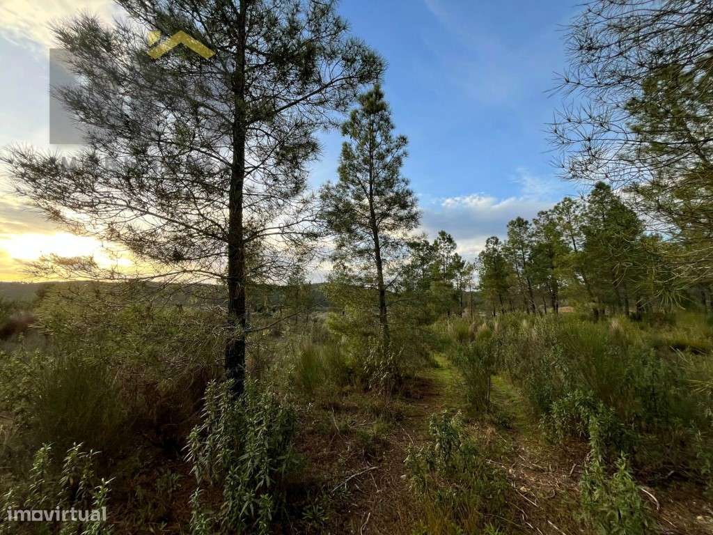 Terreno rústico com cerca de 4.120m2 para venda no Freixial do Campo! - Grande imagem: 4/12