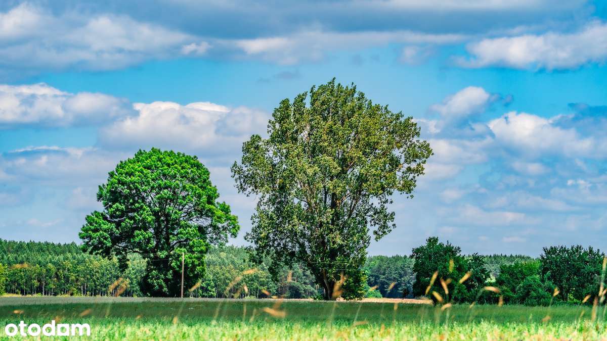 Działki na Pojezierzu Łęczyńsko-Włodawskim - Pełny obrazek: 5/10