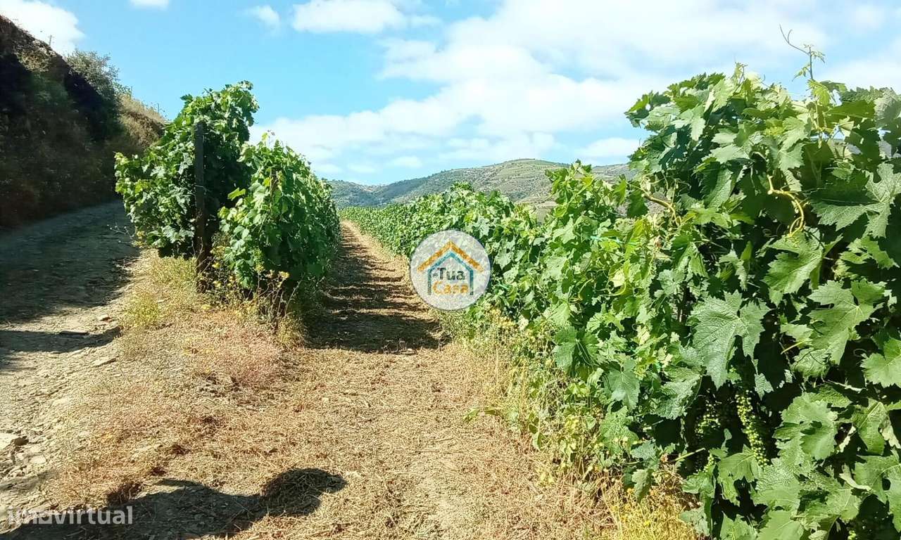 Vinha com 12 Ha, na Região Vinhateira do Alto Douro - Grande imagem: 4/17