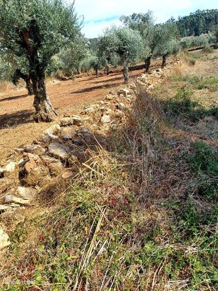 Terreno para construção: 1,2 ha Rego da Murta - Ferreira do Zêzere - Grande imagem: 4/7