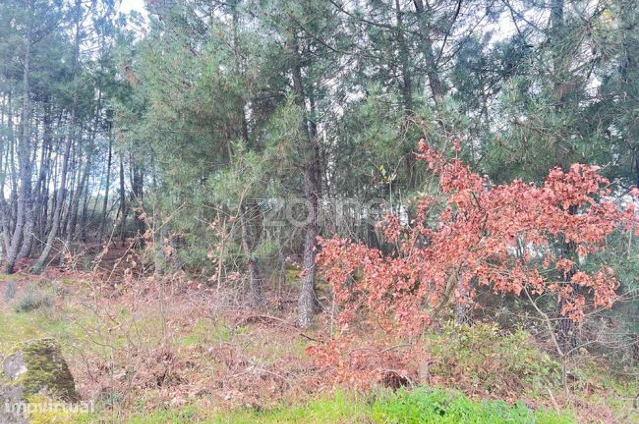 Terreno em Zona Florestal – Ideal para Cultivo ou Caravana - Grande imagem: 1/9