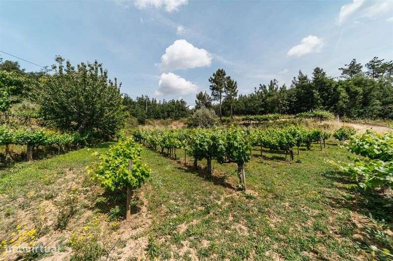 Quinta Estúdio / Covilhã, Serra da Estrela - Grande imagem: 5/11