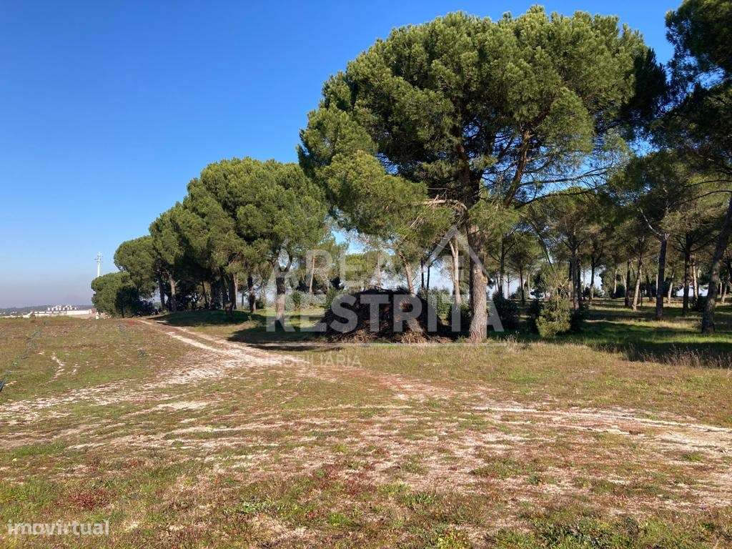 Terreno em Pegões- 14250 m2 - Área de construção até 500 m2 - Grande imagem: 3/32
