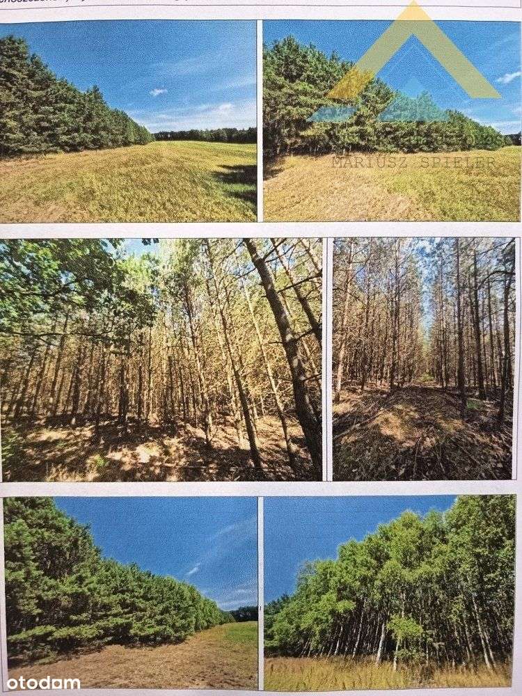 Działka leśna w Chłopowie 3,24 ha , 230 tys.!-5