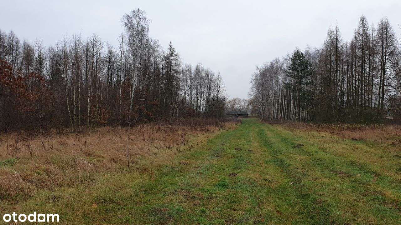 Sprzedam podzieloną działkę w Jedlińsku - Pełny obrazek: 5/15