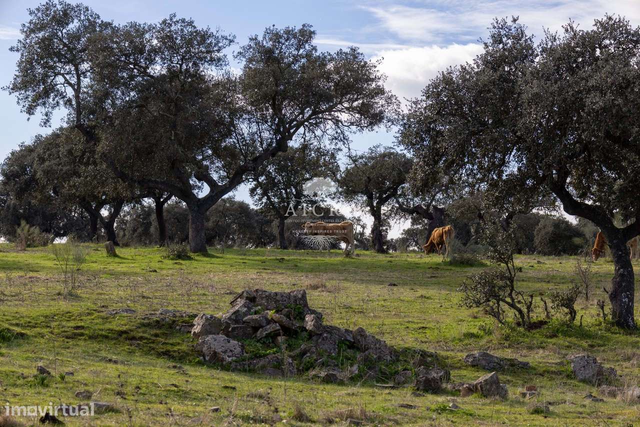 Herdade Alentejo-30