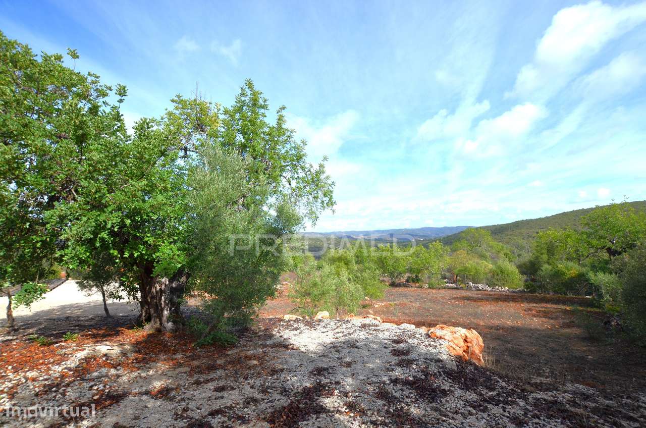 Terreno em Nave das Mealhas, Salir - Grande imagem: 3/38