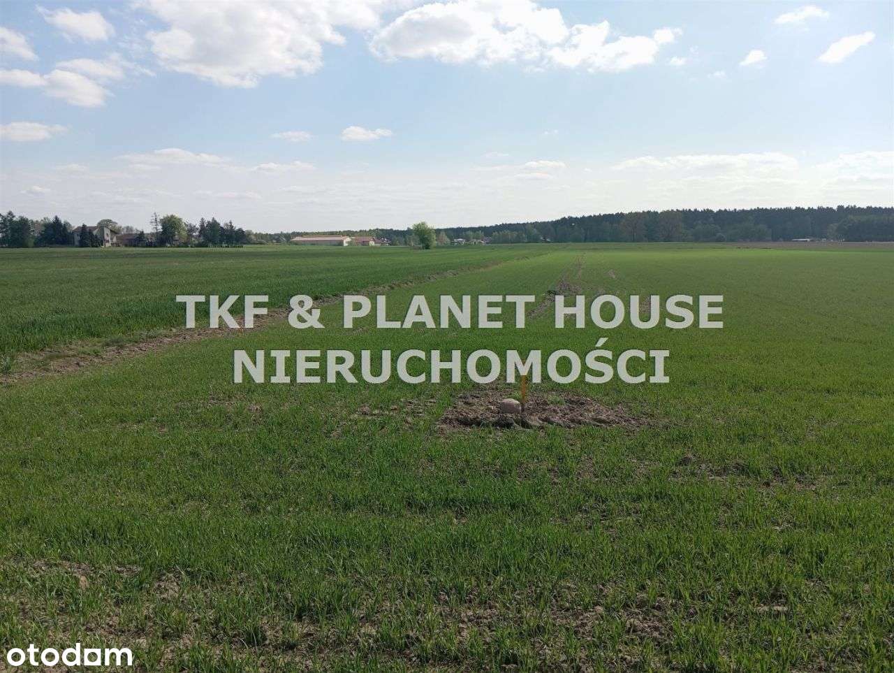 Działka 1411 m2 Modrzewek gm.Wolbórz - Pełny obrazek: 1/2