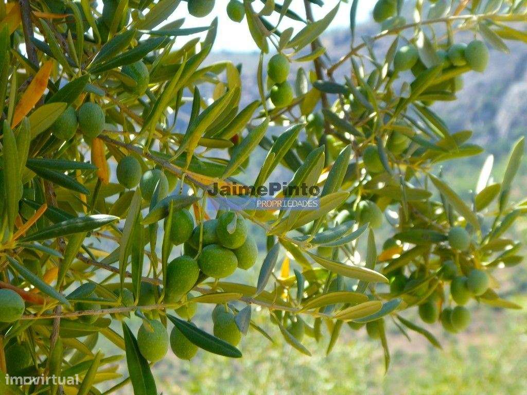 OLIVAL 3ha, 330 árvores, em produção. Portugal, Figueira de Castelo... - Grande imagem: 5/9