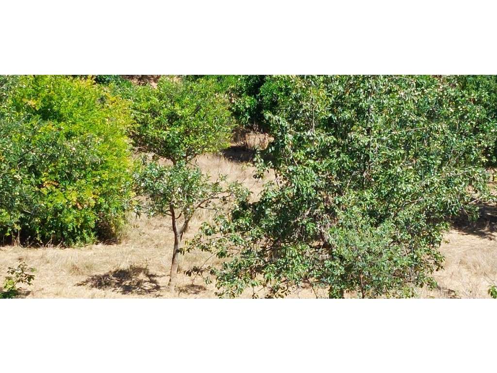 HERDADE 92 ha l Colos-57