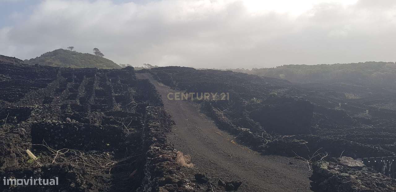 Terreno com Vinha e Potencial Construtivo na Candelária - Grande imagem: 5/6