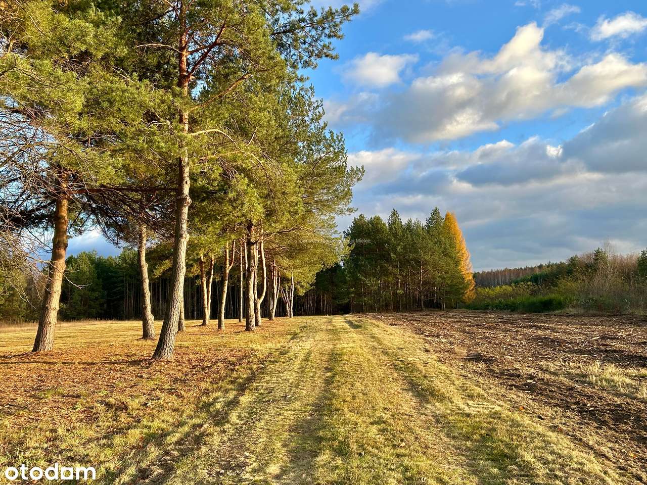 Działka 75ar leśno-budowlana Borki Nizińskie gm Tuszów Nar pow. Mielec-0