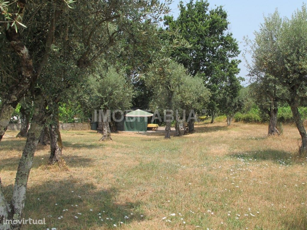 Terreno com oliveiras, bem localizado no centro de Portugal.