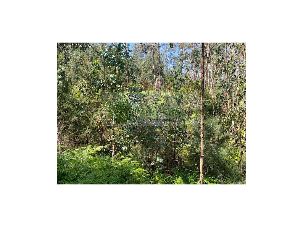 TERRENO NA BARRAGEM DE RIBEIRADIO - COUTO DE ESTEVES- SEVER DO VOUGA - Grande imagem: 5/6